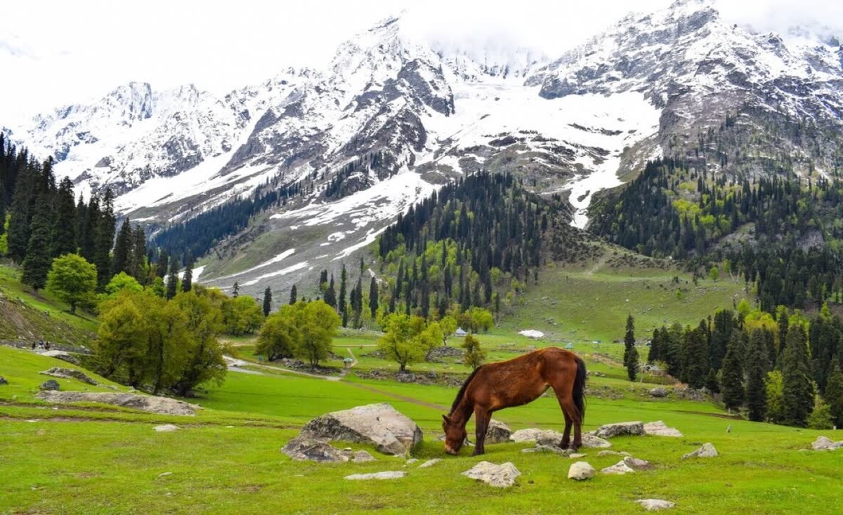 A horse grazing on the green Sonamarg meadow below snow mountains